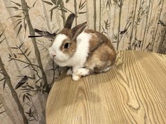 -楼上猫咖(罗湖店)