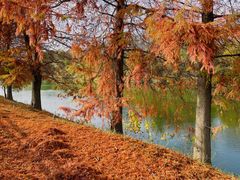 -西溪国家湿地公园