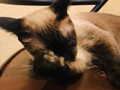 -猫友咖啡店(玉林西路店)
