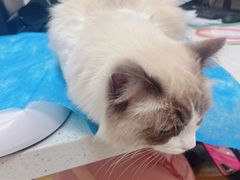 -美联众合爱康动物医院•复杂内科•肿瘤科•牙科•腔镜诊疗中心