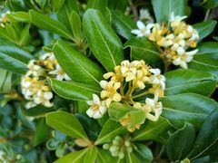 -南宁良凤江国家森林公园