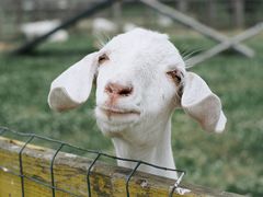 -田园东方蜜桃村的田野营地