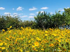 -大兴滨河森林公园