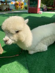 -萌宠亲子动物乐园(槐房万达店)