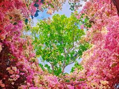 -深圳国际园林花卉博览园