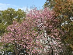 -金鸡湖桃花岛