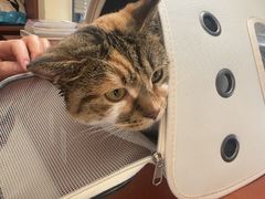 -艾贝尔宠物医院 ·内科全科(梁溪路店)