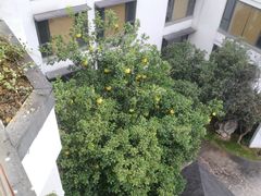 -苏州香山国际大酒店