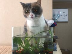-关爱宠物医院·猫科中心·消化科(滨湖万达分院)