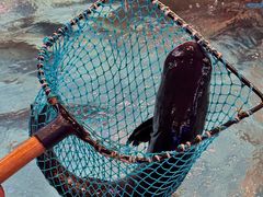 -鱼痴渔醉·食鲜集(汉口江滩店)