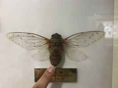 景点-上海昆虫博物馆