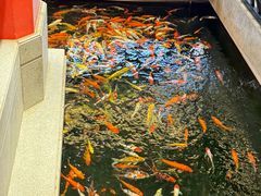 -龙悦湾酒家·八阵鱼生·渔人码头店