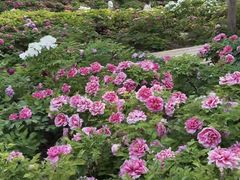 -洛阳市隋唐城遗址植物园
