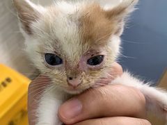 -瑞鹏宠物医院·爱宠堂(环西分院)