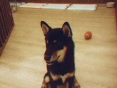 -豆柴町-柴犬主题狗咖(红鼎国际C座店)