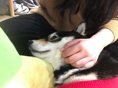 -逗柴咖啡屋·狗咖猫咖宠物桌游