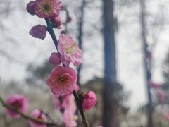 -无锡梅园公园