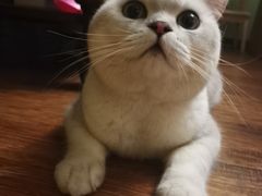-喵zoo家庭繁育猫舍(尖东智能花园店)