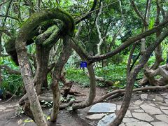 -中国科学院西双版纳热带植物园