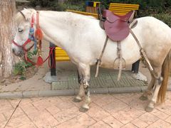 -荆州中山公园动物园