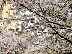 -高东镇樱花园