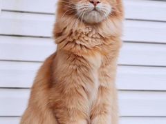 -十年猫舍·猫咪专门店(普陀店)
