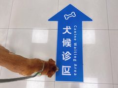 -申普宠物医院·心脏介入·心血管微创(总院)