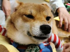 -逗柴咖啡屋·狗咖猫咖宠物桌游