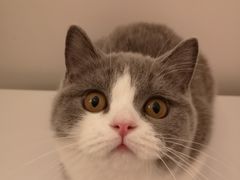 -猫大福·Fortune Cat猫舍(百子湾店)