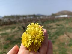 -君乐宝优致牧场