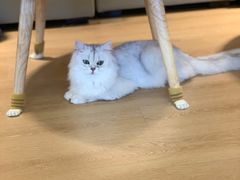-猫腻·猫咖·撸猫馆(星光大道店)