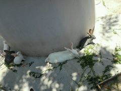 -上海滴水湖皇冠假日酒店