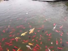 -白洋淀景区