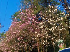 -铁山坪森林公园