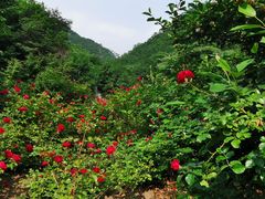 -大连天门山国家森林公园