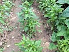 -柳沟豆腐宴义豆堂24号农家院