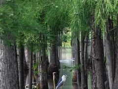 -白鹭湾湿地公园