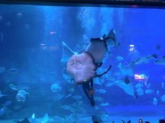 -烟台海昌鲸鲨海洋公园