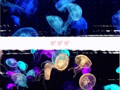 -珠海长隆海洋王国