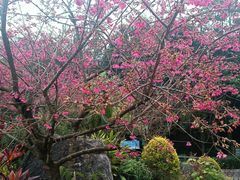 -广州市流溪河国家森林公园