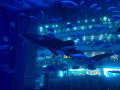 -成都浩海立方海洋公园