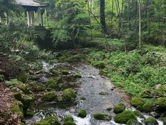 -天目山大树王景区