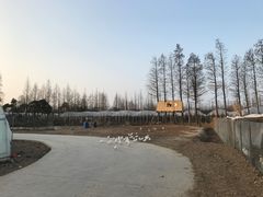 -上海长兴岛郊野公园