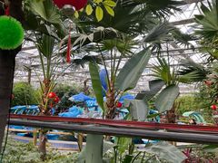 -南宫五洲植物乐园