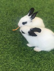 -萌宠亲子动物乐园(槐房万达店)