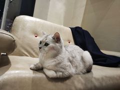 -藏猫猫咖啡主题馆(中央大道店)