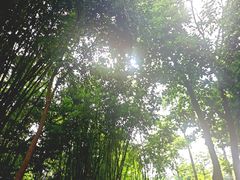 -云溪植物园
