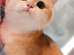 -momokira米努特·德文卷毛猫·棉花面纱犬