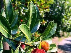 iphone_upload_pic-王家小院