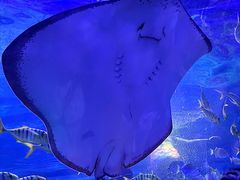 -重庆欢乐海底世界